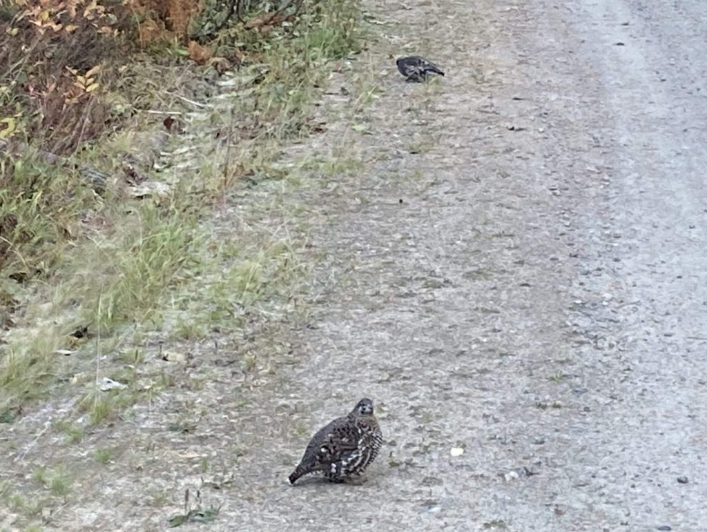 North Idaho Grouse Hunting