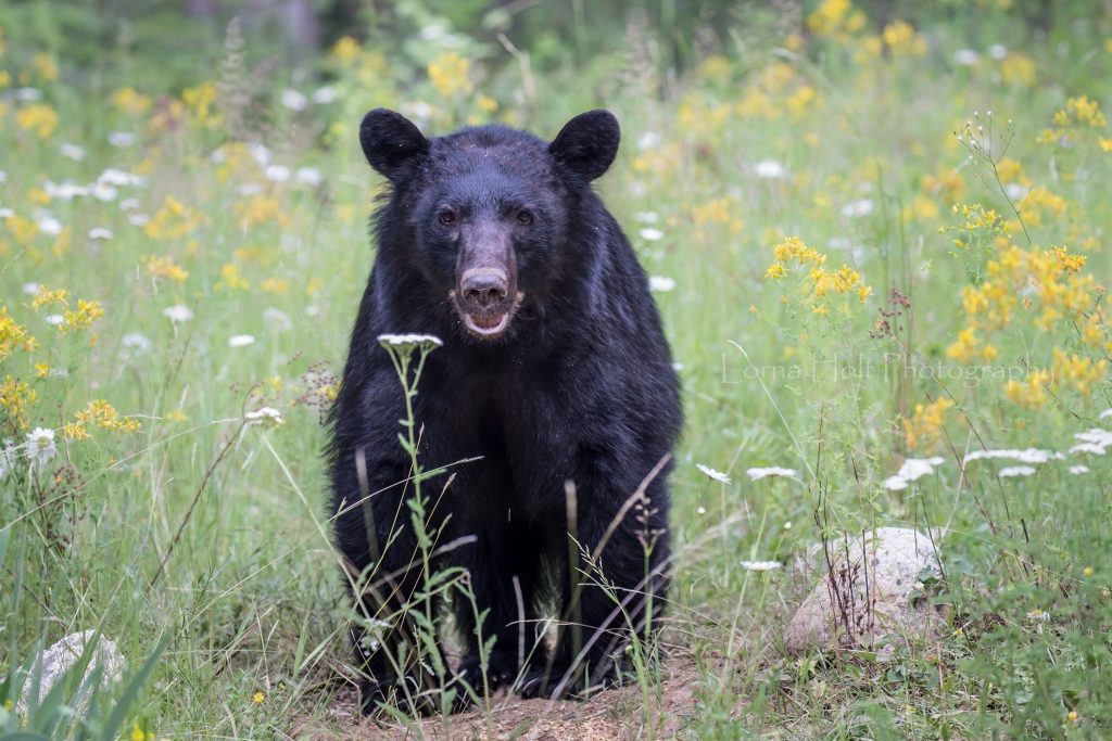 black bear hunting in north idaho