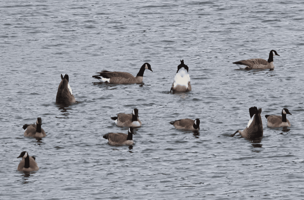 goose hunting north idaho