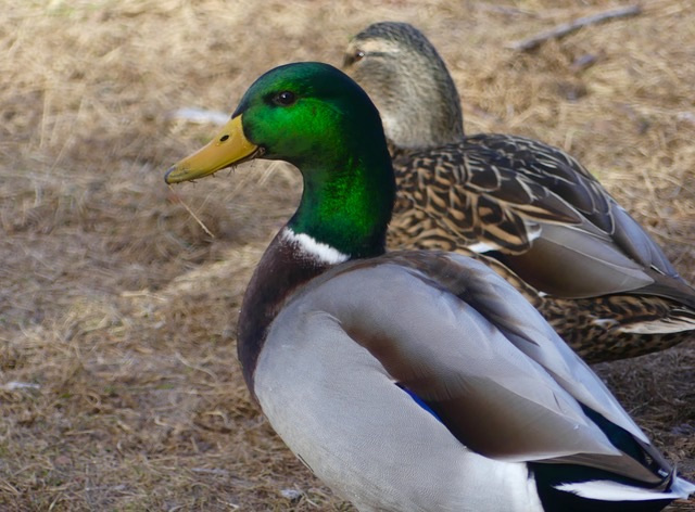 duck hunting north idaho