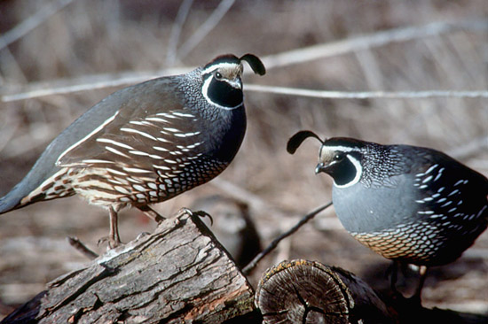 quail hunting in idaho