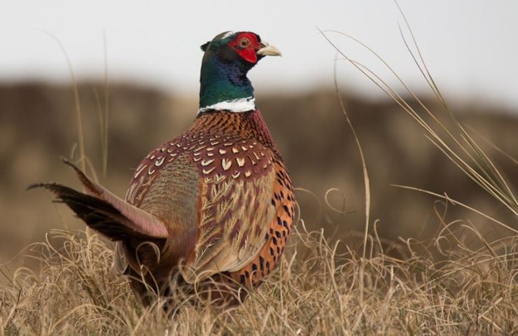 pheasant hunting in idaho