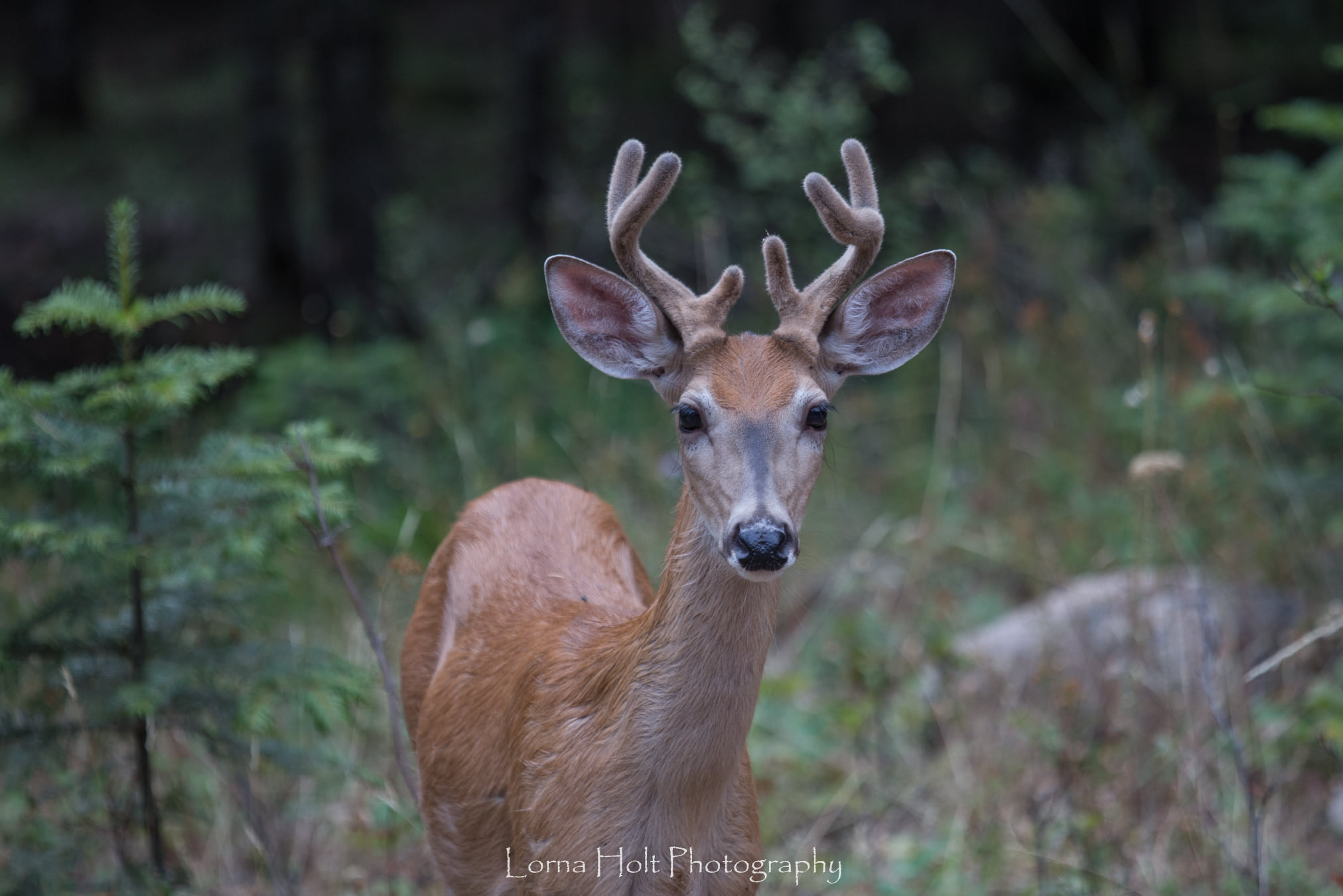 North Idaho Hunting Moyie River Hideaway
